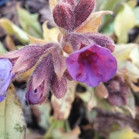 Pulmonaria  'Diana Clare'